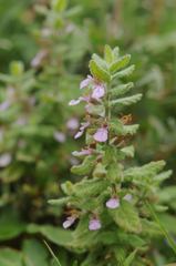 Teucrium scordium