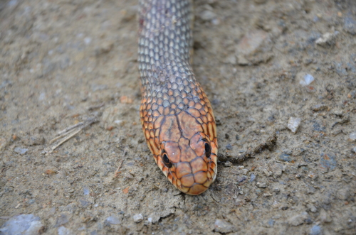 Caspian Whipsnake