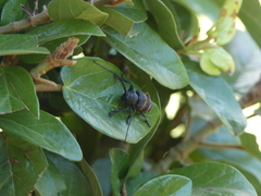 Pycnopsis brachyptera