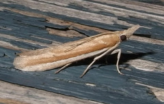 Pima albiplagiatella