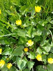 Ficaria verna