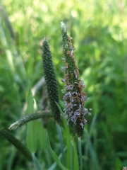 Alopecurus geniculatus