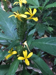 Barleria oenotheroides