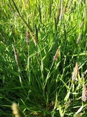 Alopecurus geniculatus