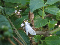 Palpita flegia