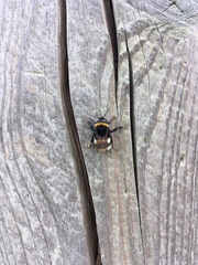 Bombus