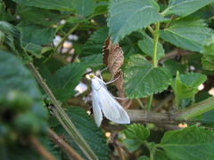 Palpita flegia