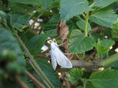 Palpita flegia