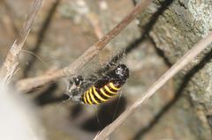 Abraxas grossulariata