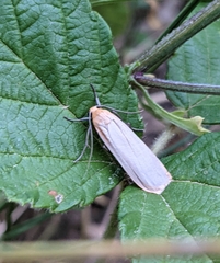 Eilema depressa