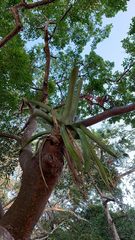 Aechmea bracteata