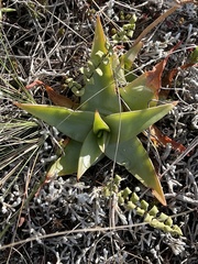 Bulbine latifolia latifolia