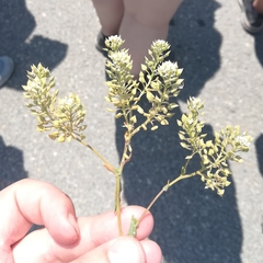 Lepidium cartilagineum