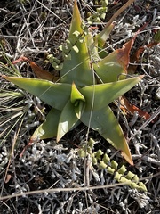 Bulbine latifolia latifolia