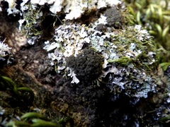 Ricasolia amplissima