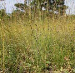 Trinia kitaibelii