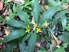 Barleria oenotheroides