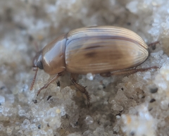 Phaleria testacea