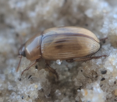 Phaleria testacea