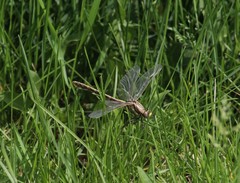 Gomphurus