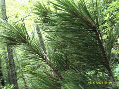 Pinus pungens
