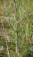 Trinia kitaibelii