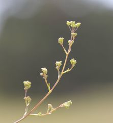 Trinia kitaibelii