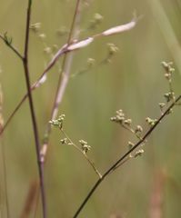 Trinia kitaibelii