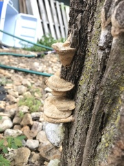 Trametes