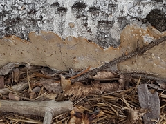 Phellinus laevigatus