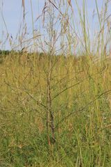 Trinia kitaibelii