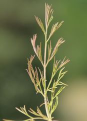 Trinia kitaibelii