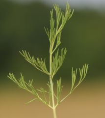 Trinia kitaibelii