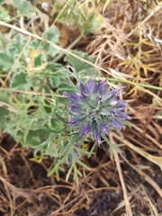 Echinops strigosus