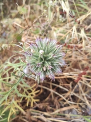 Echinops strigosus