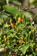 Capsicum annuum annuum