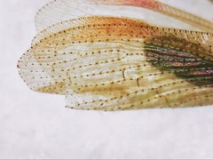 Hemerobius nitidulus