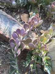Kleinia petraea