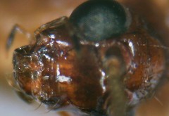 Hemerobius nitidulus