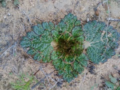 Arctopus echinatus