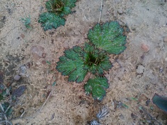 Arctopus echinatus