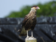 Caracara plancus
