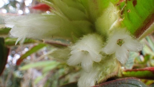 Columnea eburnea
