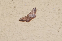 Idaea efflorata