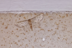Idaea efflorata