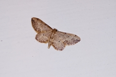 Idaea efflorata