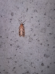 Symmetrodes sciocosma