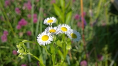 Erigeron annuus