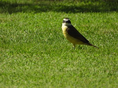 Pitangus sulphuratus