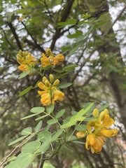 Senna multiglandulosa